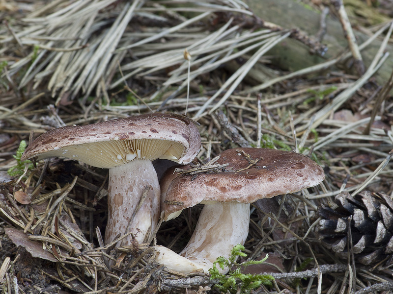 Lactarius hysginus